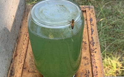 What is Swamp Nectar?